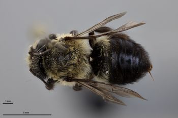 Media type: image;   Entomology 610869 Aspect: habitus dorsal view